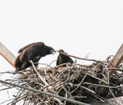 2016 06 11 WildLife MPLS 019